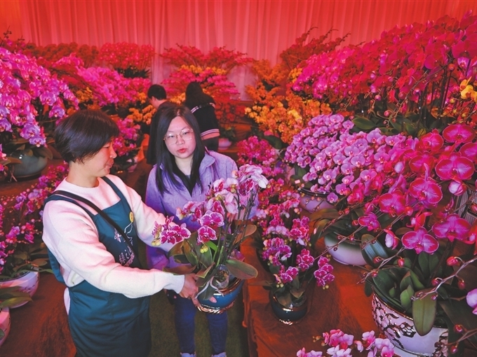 沙岗墟迎春花市昨日开锣，百家摊位开门迎客