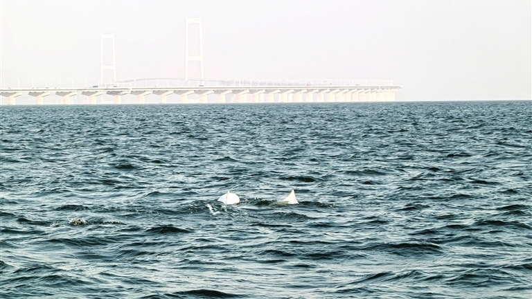 “海上大熊猫”中华白海豚现身中山水域