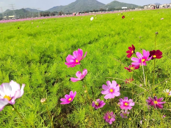 中山：立足禀赋做强特色产业 打造“乡村发展共同体”