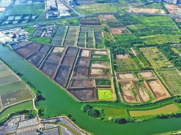 中山多措并举激活乡村振兴“一池春水”