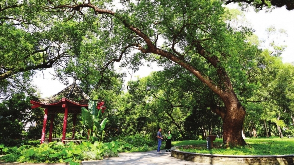 中山建设4个古树主题公园