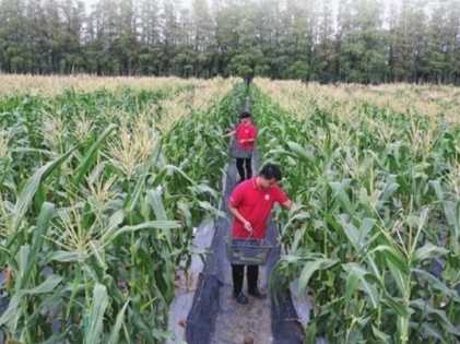 用10年完成一个种子的“芯”愿